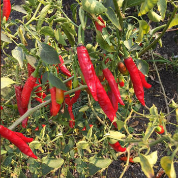 蜀姑娘印度椒辣椒面250g 魔鬼变态辣椒面 特辣海椒面中粗特香 /粮油调味 /调味品 /复合香辛料 商品图2