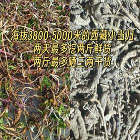 今年限时回归，少量上架！海拔3800-5000米的西藏林芝野生小当归，两天最多挖两斤鲜货，两斤最多晒三两干货，药效高，品质好