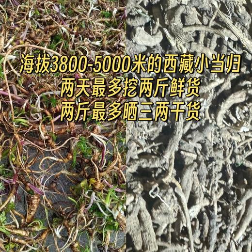 今年限时回归，少量上架！海拔3800-5000米的西藏林芝野生小当归，两天最多挖两斤鲜货，两斤最多晒三两干货，药效高，品质好 商品图0