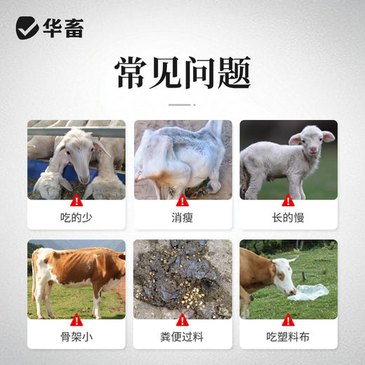 华畜牛羊壮1kg牛羊专用拉大骨架促生长 商品图1