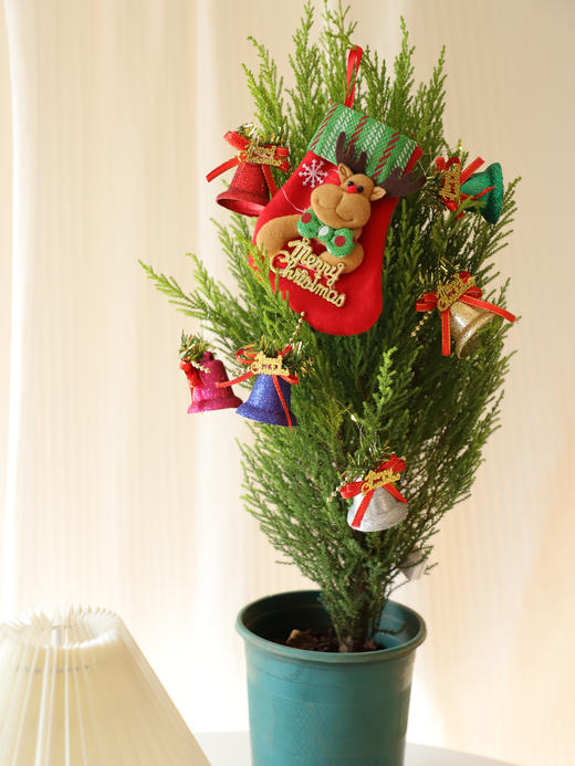 🎄敲萌mini圣诞树！【小香松】 🪴四季常青，寓意平安长寿！ 本团💰29.9元！40-50cm，原盆带土直发！ ✅自带柠檬香气，清新怡人 ✅叶片随季变换，四季常青 ✅适应性强易养护，新手友好 商品图8