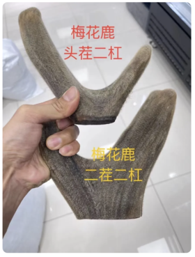 正宗双阳鹿茸多少钱一斤，鹿乡源头直供，居然这么便宜