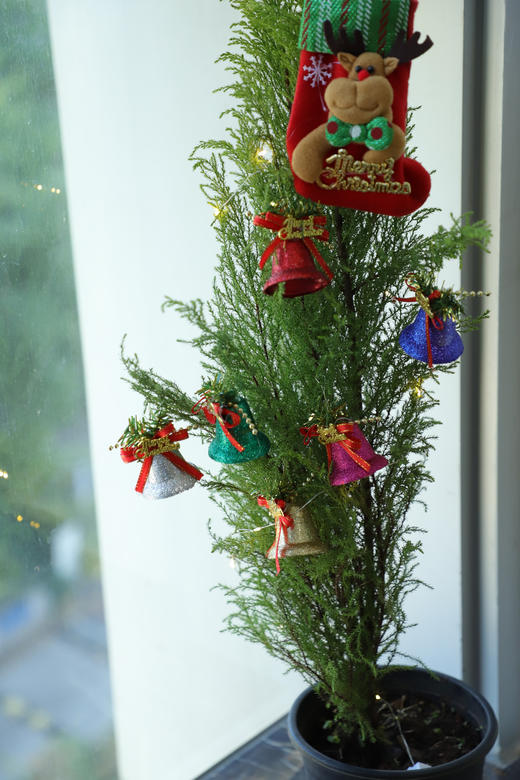 🎄敲萌mini圣诞树！【小香松】 🪴四季常青，寓意平安长寿！ 本团💰29.9元！40-50cm，原盆带土直发！ ✅自带柠檬香气，清新怡人 ✅叶片随季变换，四季常青 ✅适应性强易养护，新手友好 商品图4