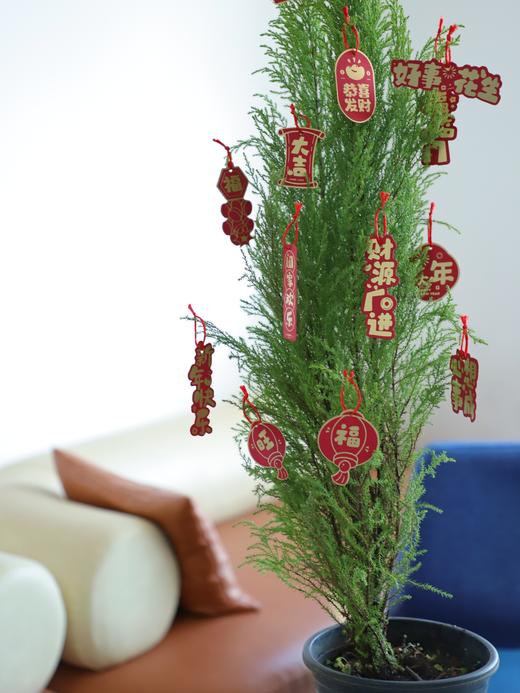 🎄敲萌mini圣诞树！【小香松】 🪴四季常青，寓意平安长寿！ 本团💰29.9元！40-50cm，原盆带土直发！ ✅自带柠檬香气，清新怡人 ✅叶片随季变换，四季常青 ✅适应性强易养护，新手友好 商品图1