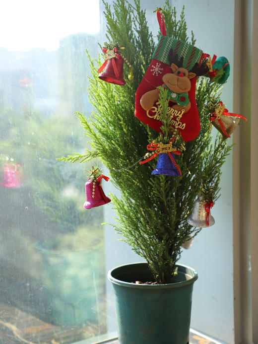 🎄敲萌mini圣诞树！【小香松】 🪴四季常青，寓意平安长寿！ 本团💰29.9元！40-50cm，原盆带土直发！ ✅自带柠檬香气，清新怡人 ✅叶片随季变换，四季常青 ✅适应性强易养护，新手友好 商品图3