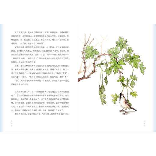 《自然会有答案》林语尘著 首部自然随笔和手绘画集 早鸟价 商品图10