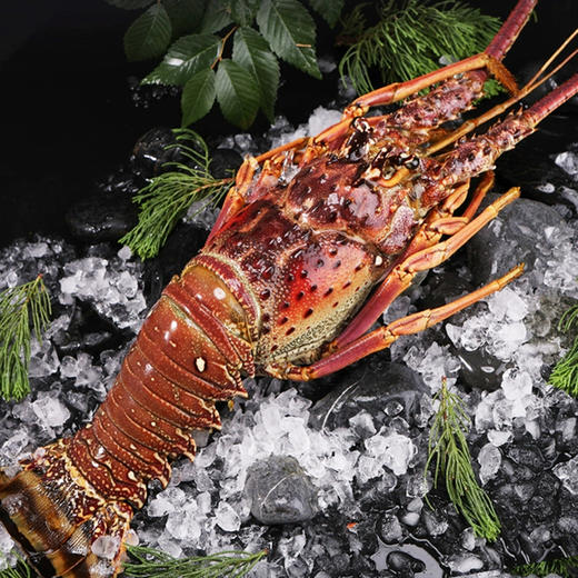 海朴海鲜礼盒 红石斑鱼/多春鱼/带鱼段/翡翠螺/红极参/佛跳墙/龙虾 年货送礼 商品图1