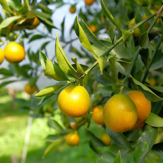 【分仓直发包邮】脆蜜金柑（冻伤不售后） 1.5斤体验装（中果30枚） 商品图0