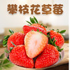 【分仓直发包邮】攀枝花露天草莓3斤中大果 商品缩略图0