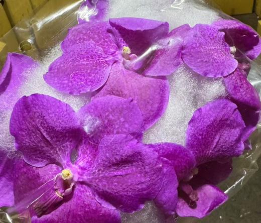 兰花 | 胡姬玫红 [轻微损伤色差瑕疵不售后」 商品图0