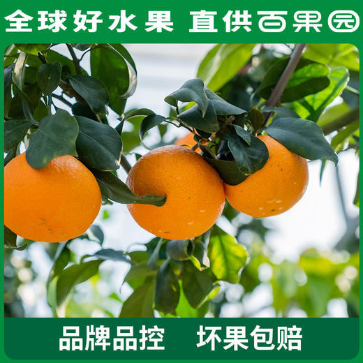 PAGODA百果园 A级-象山红美人蜜柑（大）12粒礼盒装 商品图4
