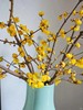 中国黄腊梅鲜切枝条一扎 商品缩略图5