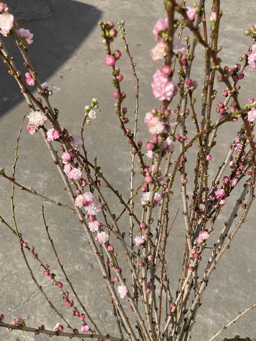 粉色珍珠李鲜切花1扎 商品图5