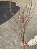 粉色珍珠李鲜切花1扎 商品缩略图11