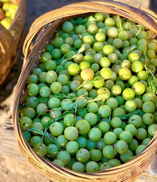 2024【野橄榄】橄榄香橄榄甜橄榄韵 商品图14