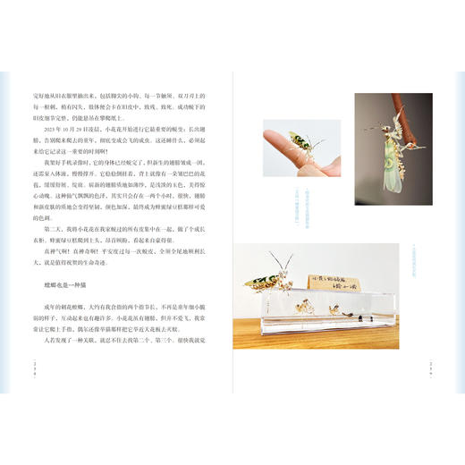 《自然会有答案》林语尘著 首部自然随笔和手绘画集 早鸟价 商品图11