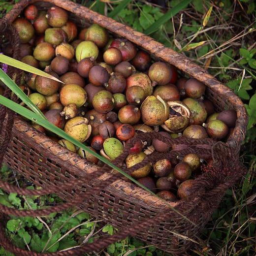 高山采摘精华 地道天然茶油10斤装 商品图1