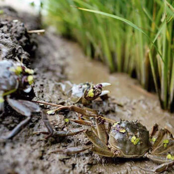 营田 大米10斤盘锦大米蟹田米东北大米当季新米铝箔避光真空包装 /粮油调味 /米 /长粒香米 商品图5