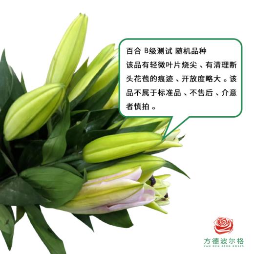 百合-测试B级 5枝/扎 商品图1