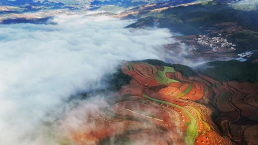 【最佳时节】12.25周四/12.28周日东川徒步赏满山红叶 | 闯入满山红叶秘境/行摄东川红土地/吃云南特色杀猪饭，看大自然的调色盘！ 商品图9