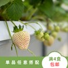 天使 商品缩略图1