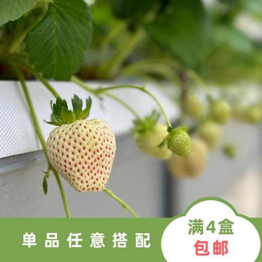 天使 商品图1