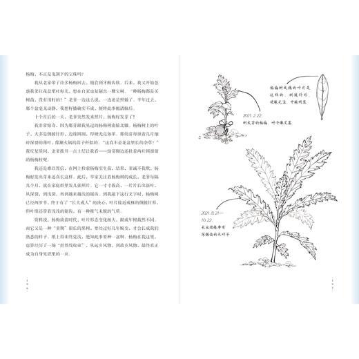 《自然会有答案》林语尘著 首部自然随笔和手绘画集 早鸟价 商品图9