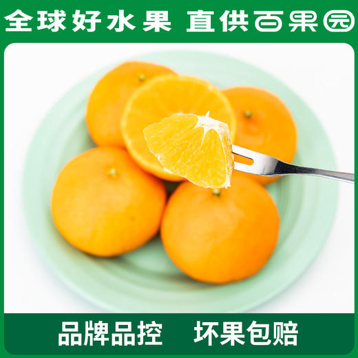 PAGODA百果园 招牌-玉俏红美人蜜柑（中）15粒礼盒装 商品图2