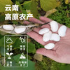 云南高原白芸豆  香糯可口 300g*袋 商品缩略图5