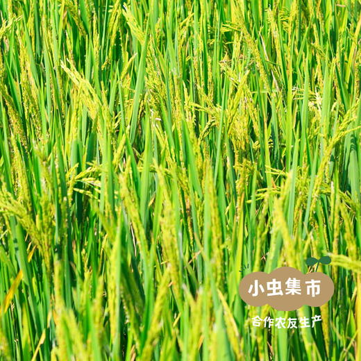 生态老品种黑籼米 1斤/5斤（黑米）| 合作农友生产，产自贵州贵阳高坡，生产者：杨婧懿 *【公平贸易农人定价】 商品图13