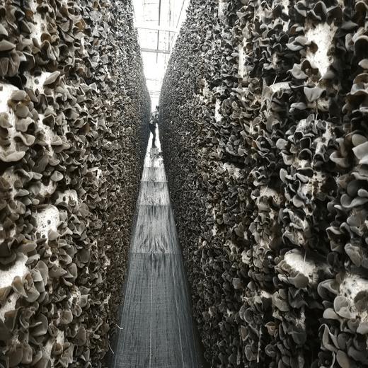 雨琪园 东北有机黑木耳  有机玉木耳  基地直供 良心食材看得见 商品图3