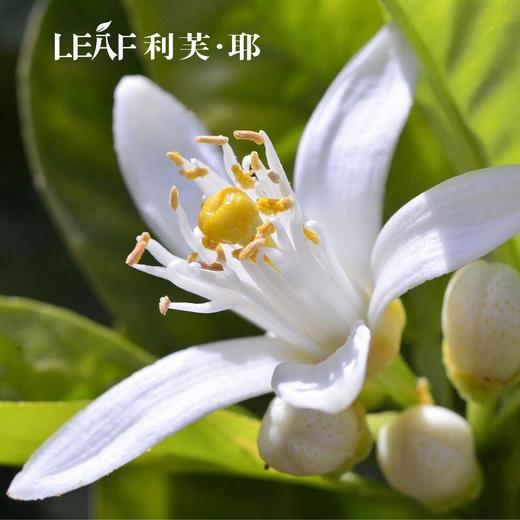 LEAF·利芙耶 橙花精油棒10ml/瓶 馥郁系列 商品图1