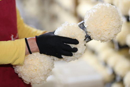 福建古田有机干银耳  无熏硫优质银耳  自有银耳基地种植 商品图3