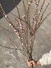 粉色珍珠李鲜切花1扎 商品缩略图10