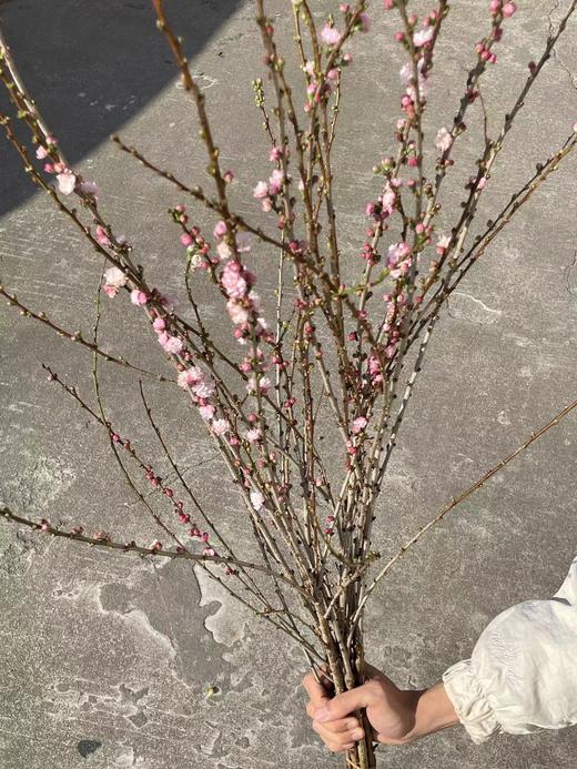 粉色珍珠李鲜切花1扎 商品图10