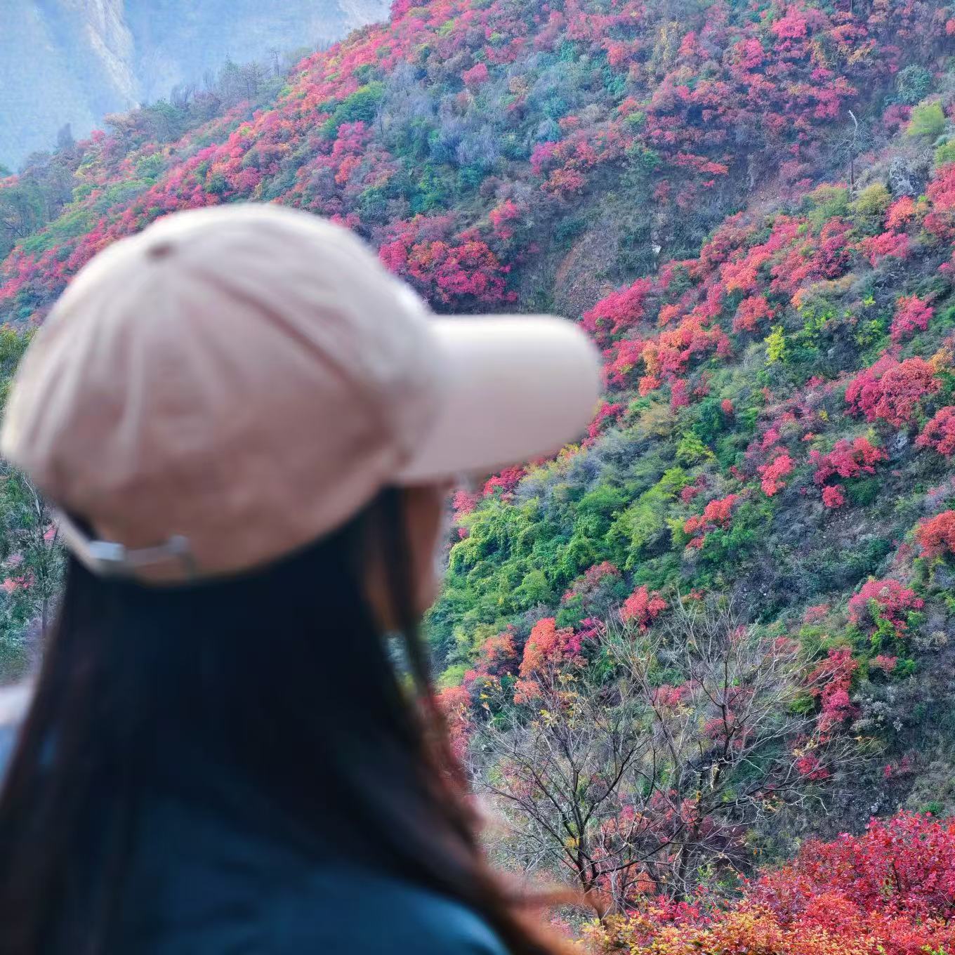 【最佳时节】12.25周四/12.28周日东川徒步赏满山红叶 | 闯入满山红叶秘境/行摄东川红土地/吃云南特色杀猪饭，看大自然的调色盘！