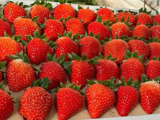 【分仓直发包邮】攀枝花露天草莓3斤中大果 商品图4