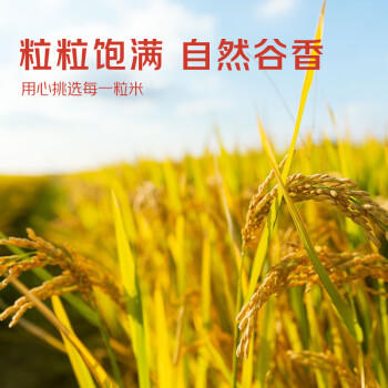 京觅猫牙米 20斤 南方籼米 丝苗米 5kg*2袋箱装 /粮油调味 /米 /丝苗米 商品图6