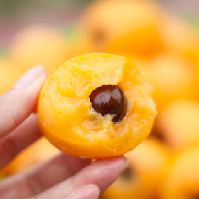 云南蒙自高山枇杷│ 山人优选，果肉饱满，肉质细嫩，香甜多汁，甜中带一点微酸，越吃越想吃！