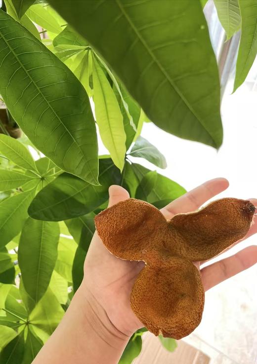 【陈皮】2021东甲原枝大红（含包装250克） 商品图6