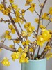 中国黄腊梅鲜切枝条一扎 商品缩略图2