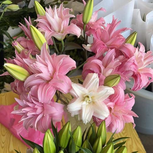 重瓣百合.代安娜 商品图0