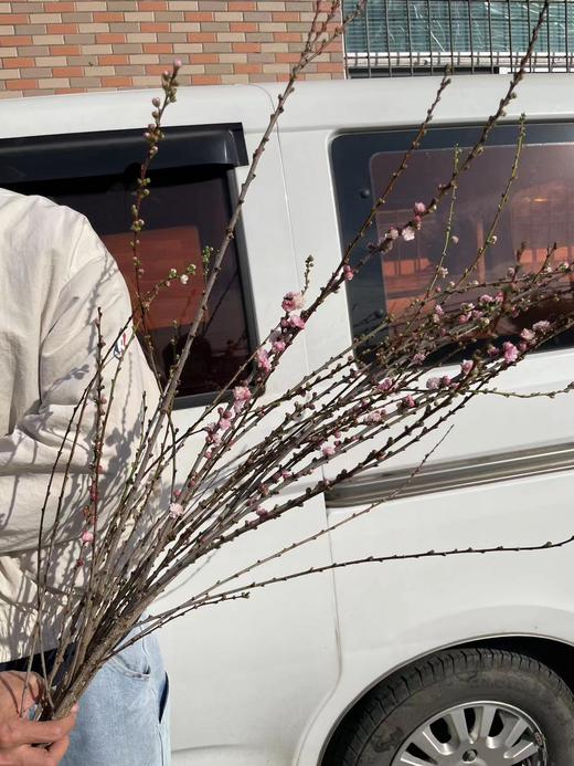 粉色珍珠李鲜切花1扎 商品图9