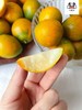【分仓直发包邮】脆蜜金柑（冻伤不售后） 1.5斤体验装（中果30枚） 商品缩略图2