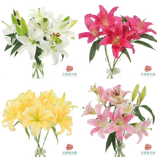 百合-测试B级 5枝/扎 商品图0