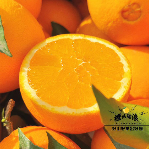 雷波脐橙 商品图3