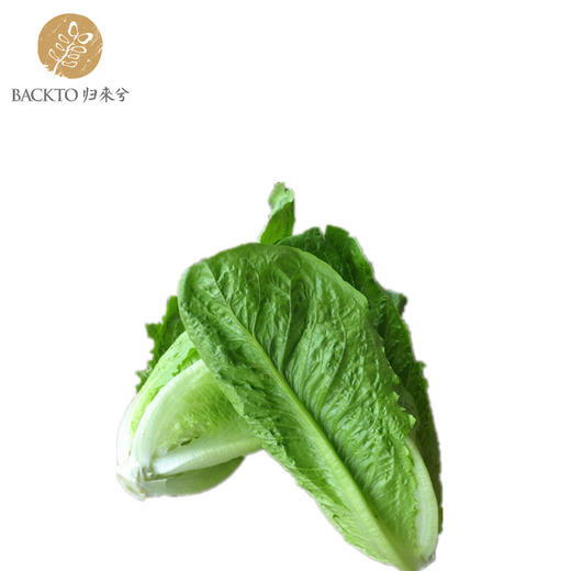 罗马生菜  300g/份 （庄园自产，暂无有机标）全国配送（偏远地区除外） 商品图0