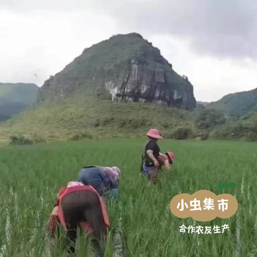 生态老品种黑籼米 1斤/5斤（黑米）| 合作农友生产，产自贵州贵阳高坡，生产者：杨婧懿 *【公平贸易农人定价】 商品图12