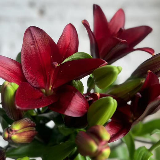 亚百合.红宝石 商品图0