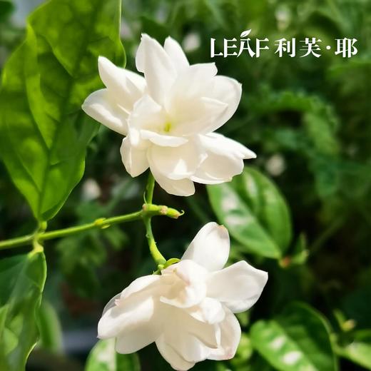 LEAF·利芙耶  茉莉精油棒10ml/瓶 馥郁系列 商品图4